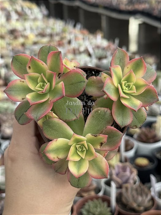 Aeonium kiwi