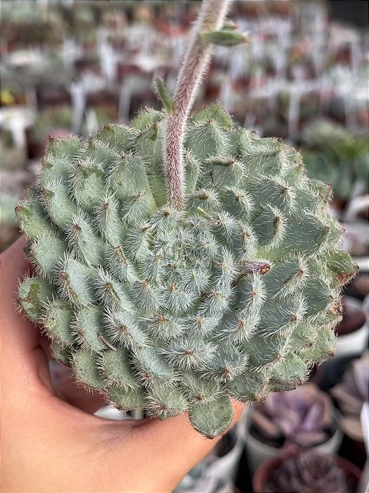 Echeveria setosa var. diminuta