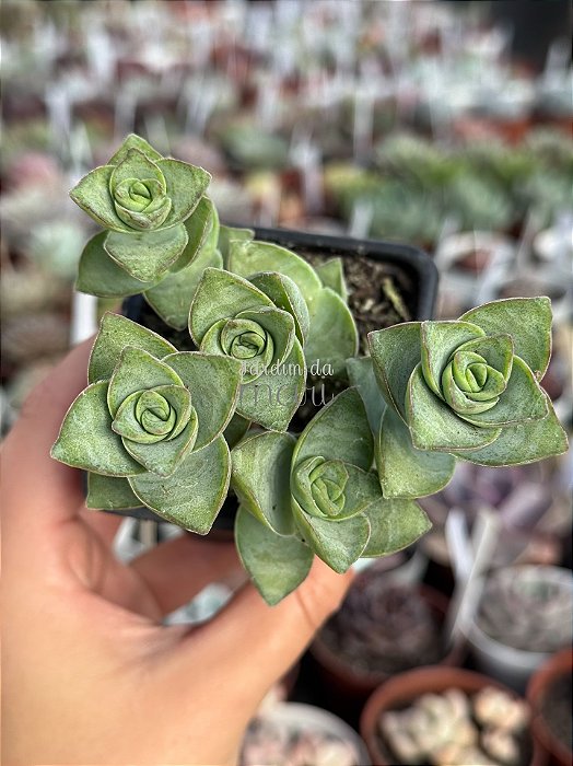 Crassula perforata ‘giant form’