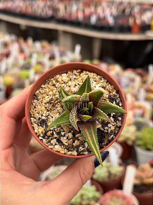 Haworthia attenuata var. radula variegata