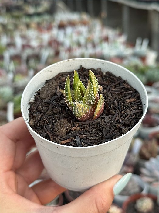 Haworthia attenuata var. radula variegata 02