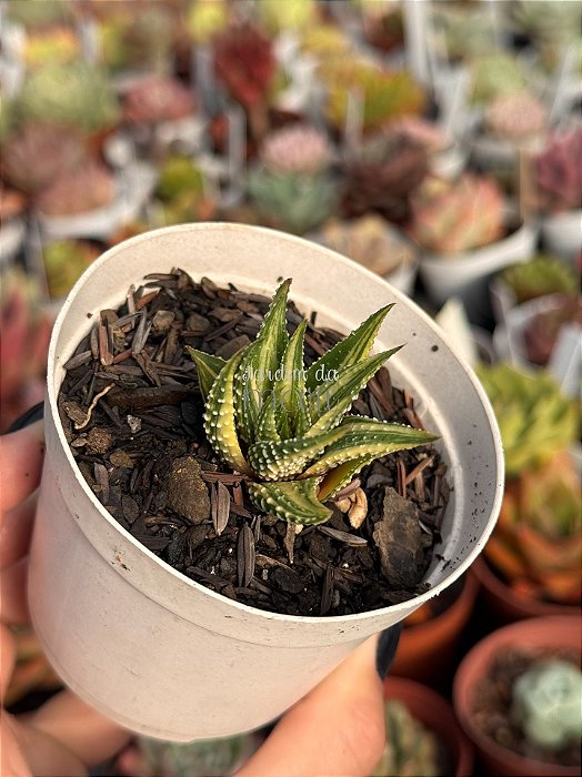 Haworthia attenuata var. radula variegata