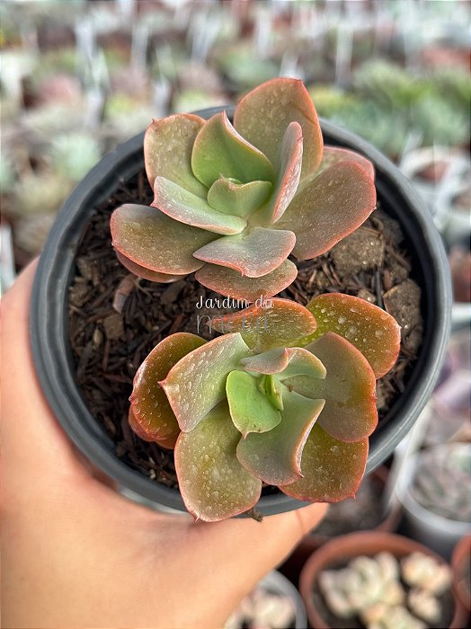 Echeveria curls híbrida (2 cabeças)
