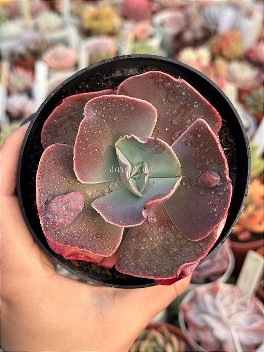 Echeveria minako (sem raiz)