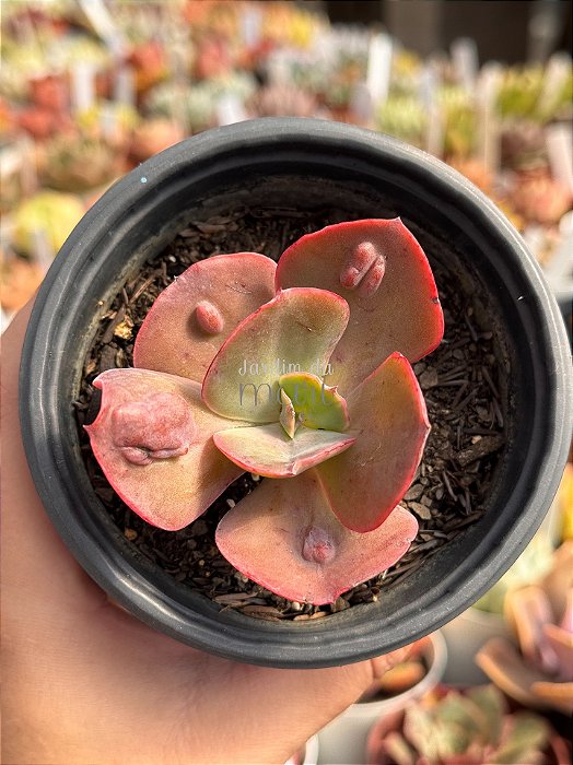 Echeveria minako