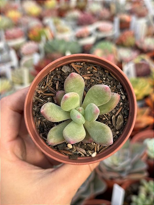 Pachyveria Dr cornelius