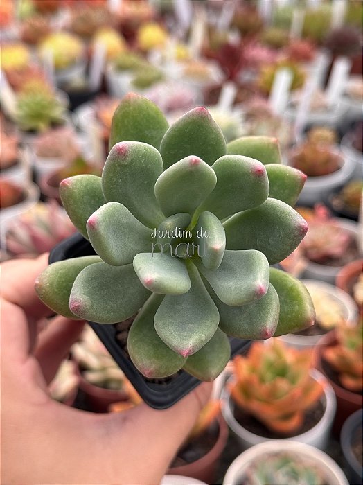 Pachyveria Dr cornelius