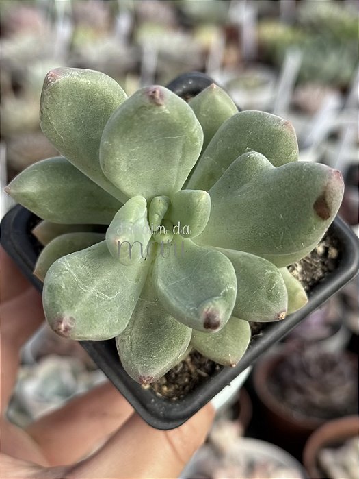 Pachyveria Dr cornelius