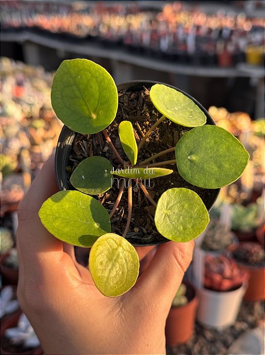 Pilea peperomioides