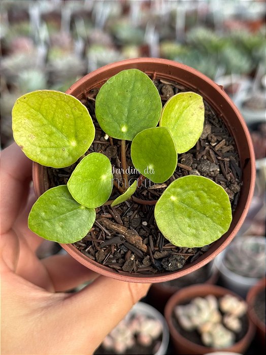 Pilea peperomioides