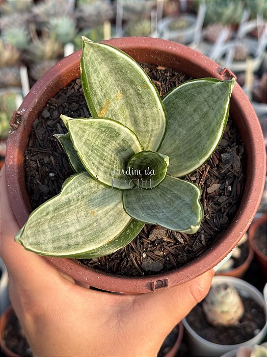 Sansevieria hahnii ‘Silver frost’