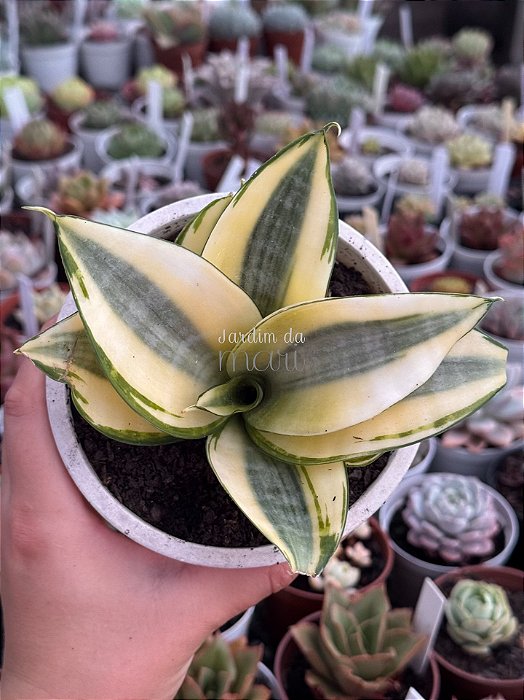 Sansevieria trifasciata