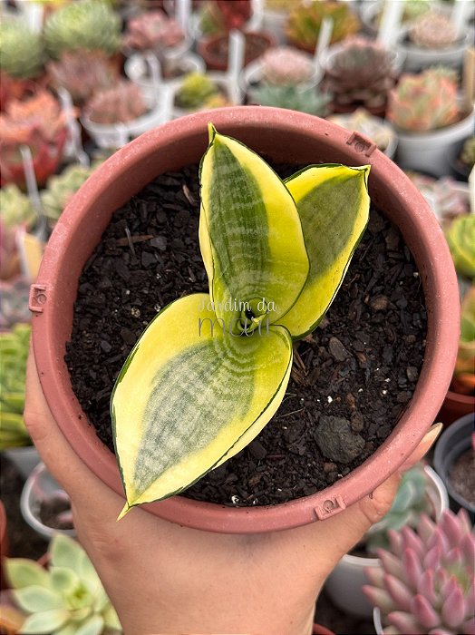 Sansevieria trifasciata