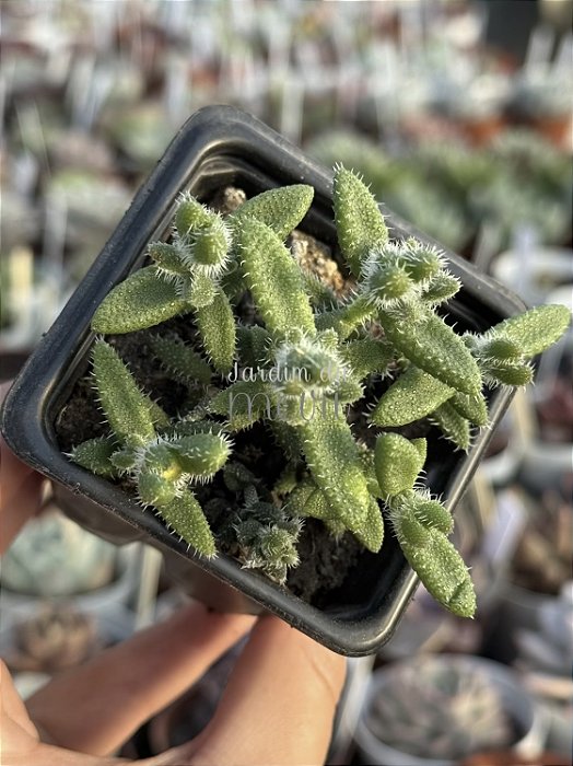 Delosperma echinatum