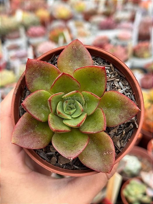Echeveria seiten botan