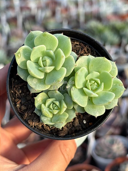Echeveria derenbergii