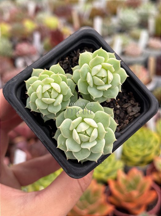 Echeveria derenbergii
