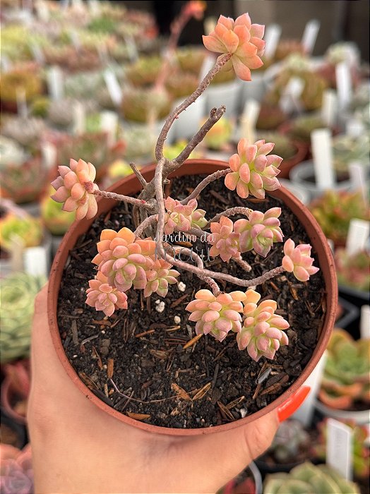 Echeveria querência (bonsai)