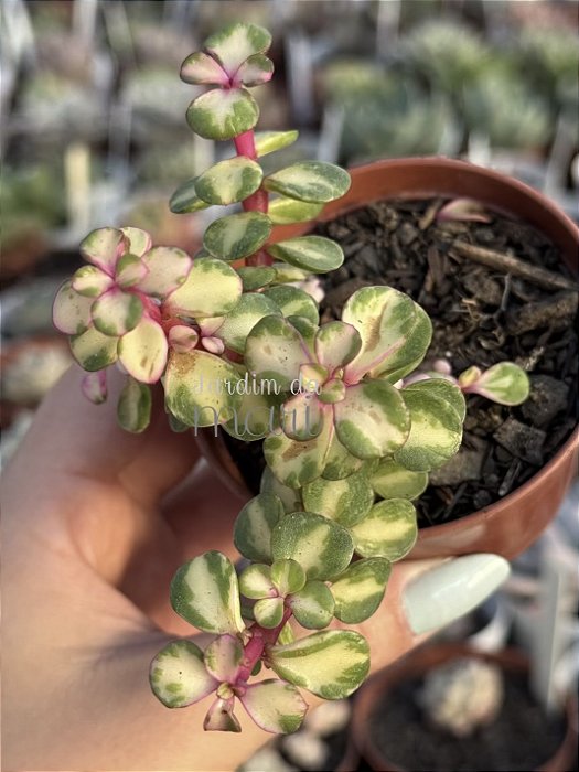Portulaca afra tricolor
