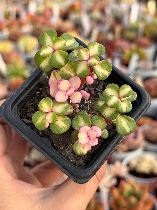 Portulaca afra tricolor