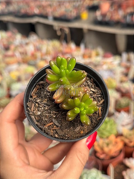 Sedum rubrotictum