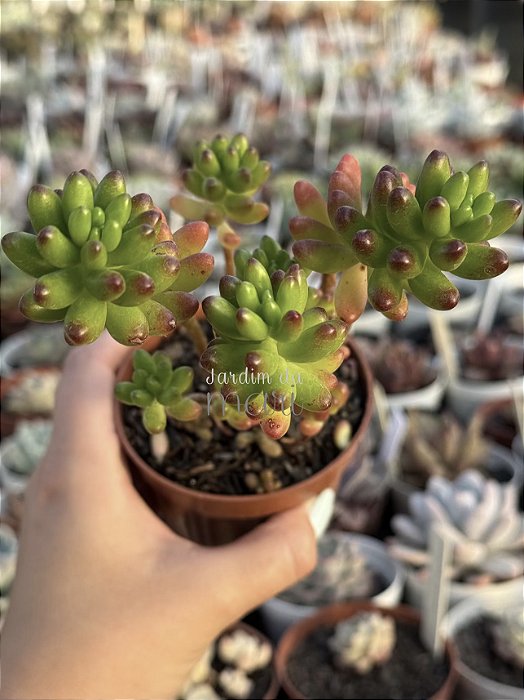 Sedum rubrotictum