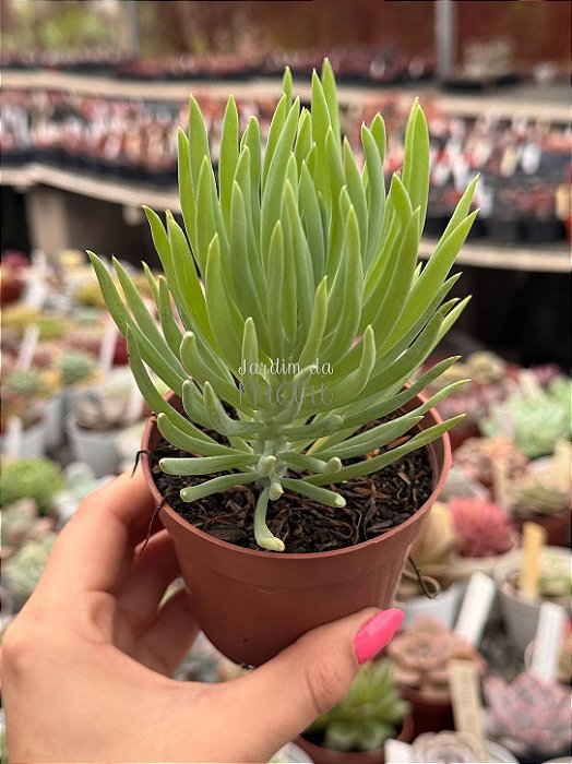 Senecio azul