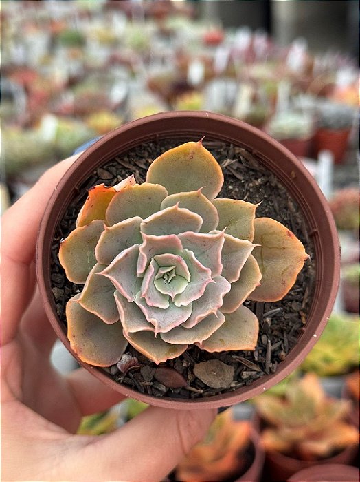 Echeveria domingos
