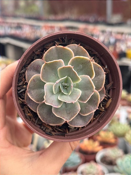 Echeveria domingos