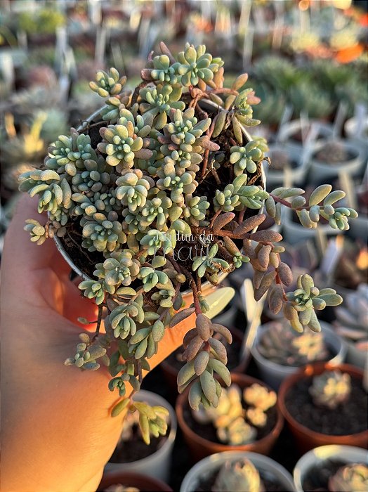 Sedum blue carpet