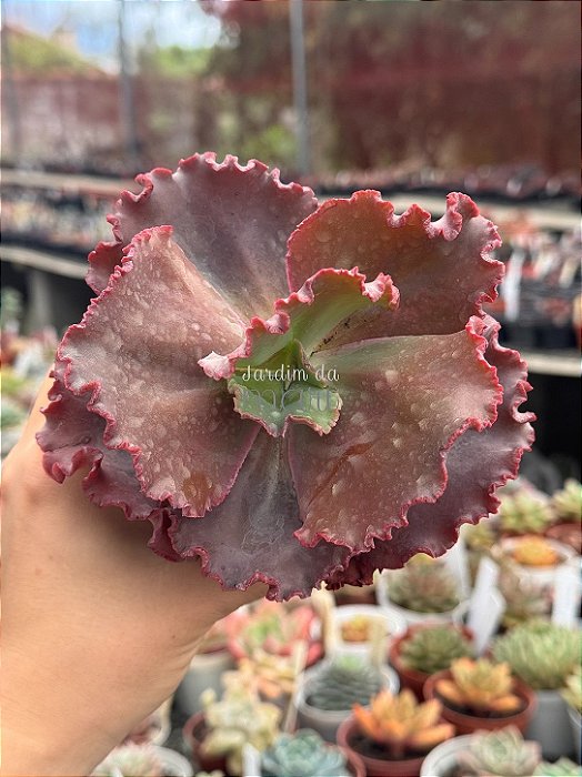 Echeveria crescent spring