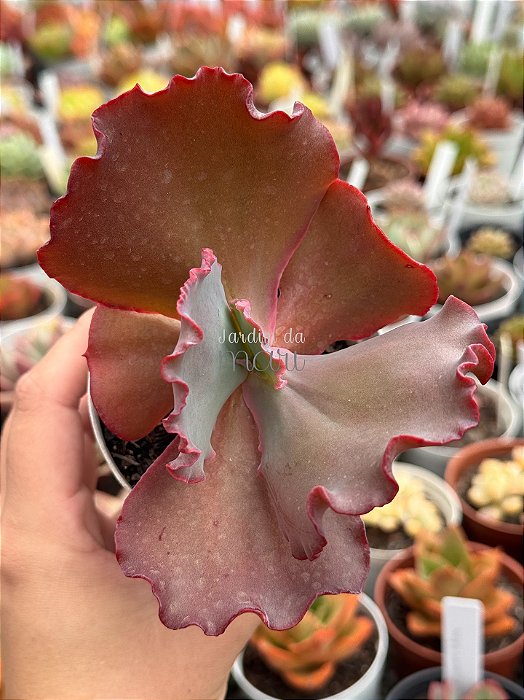 Echeveria crescent spring