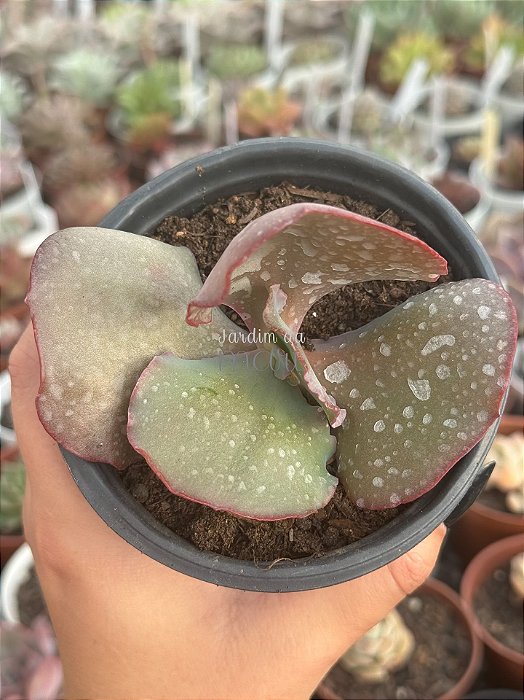 Echeveria crescent spring