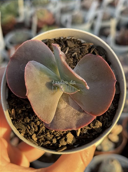 Echeveria crescent spring