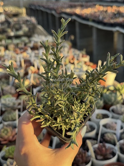 Smicrostigma viride
