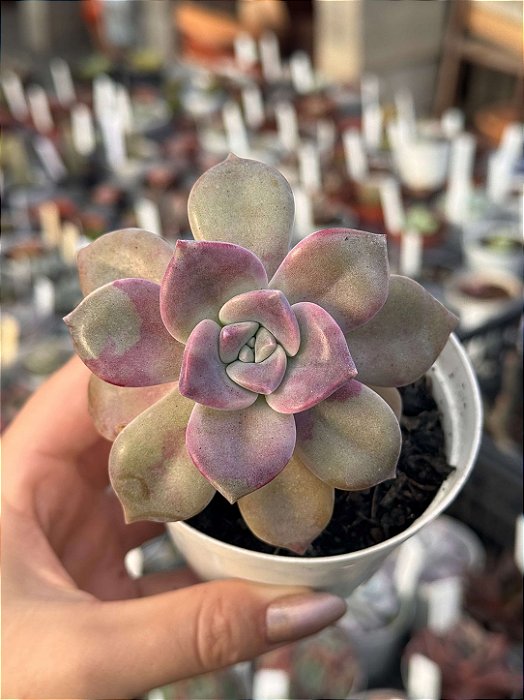 Graptoveria snow white
