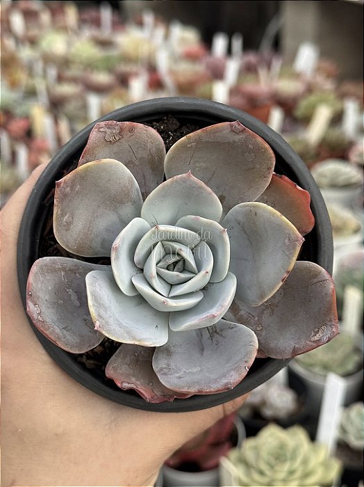 Echeveria fundy