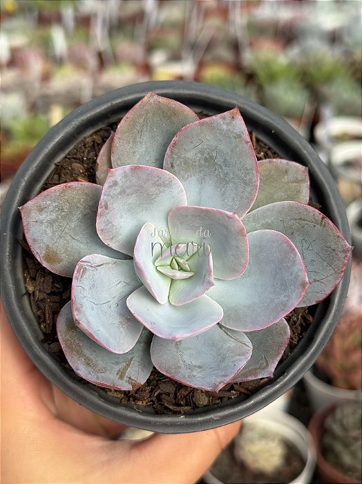 Echeveria fundy 02