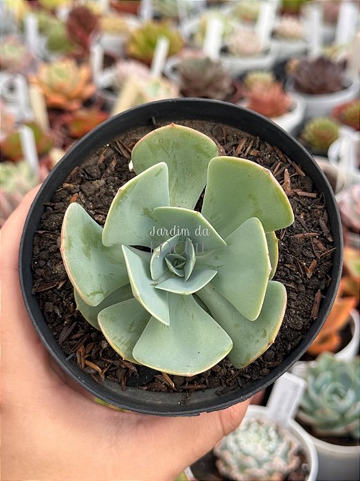Echeveria imbricata