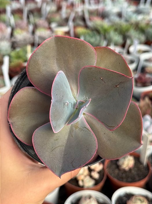 Echeveria etna