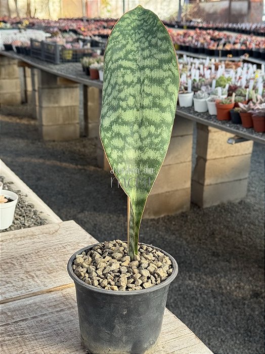 Sansevieria mosoniana victoria