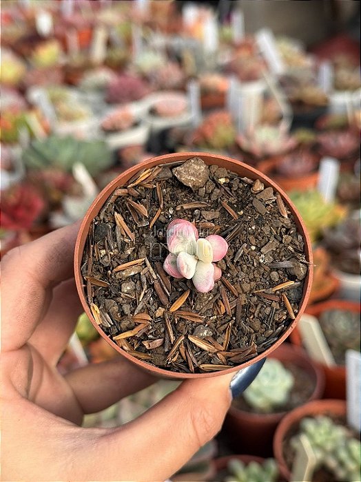 Cotyledon orbiculata var. oophylla variegata ( sem raiz)
