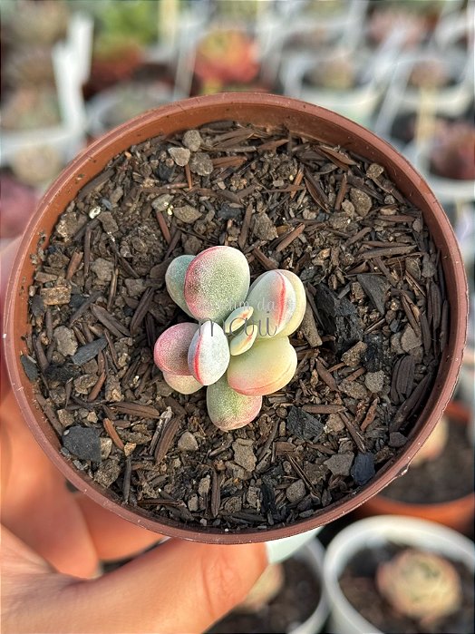 Cotyledon orbiculata var. oophyla variegata (sem raiz)
