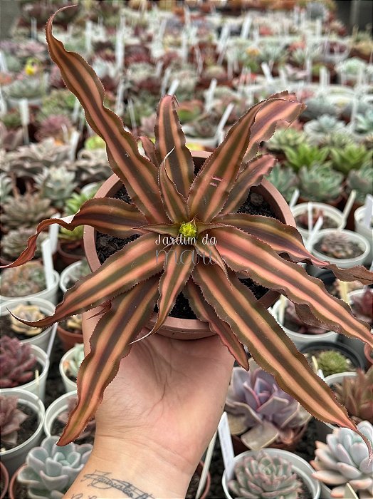 Cryptanthus bivittatus (bromélia estrela)