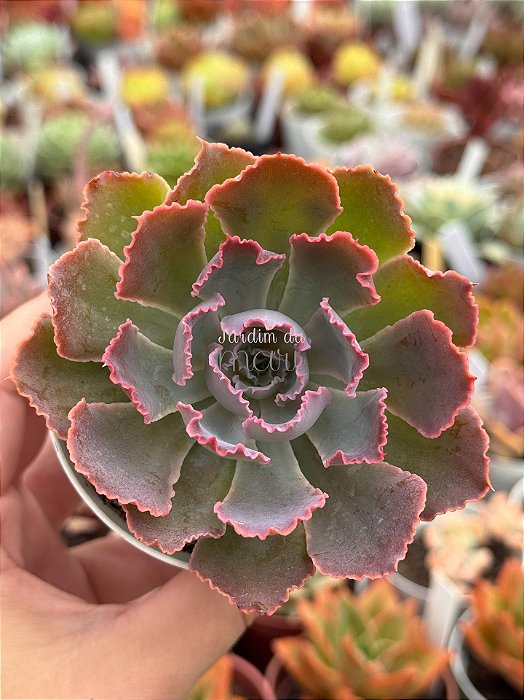 Echeveria shaviana neon breakes