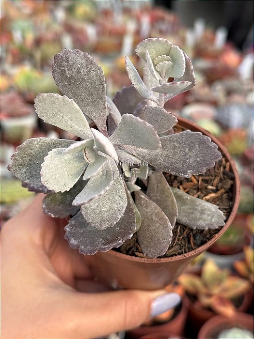 Kalanchoe pumila