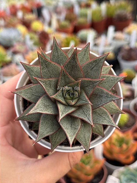Echeveria purpusorum white