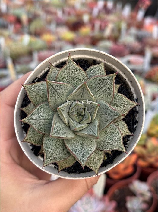 Echeveria purpusorum white