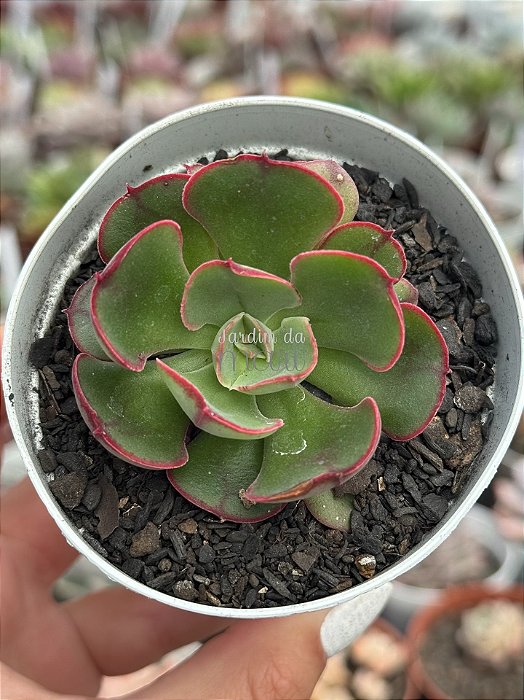 Echeveria rauber