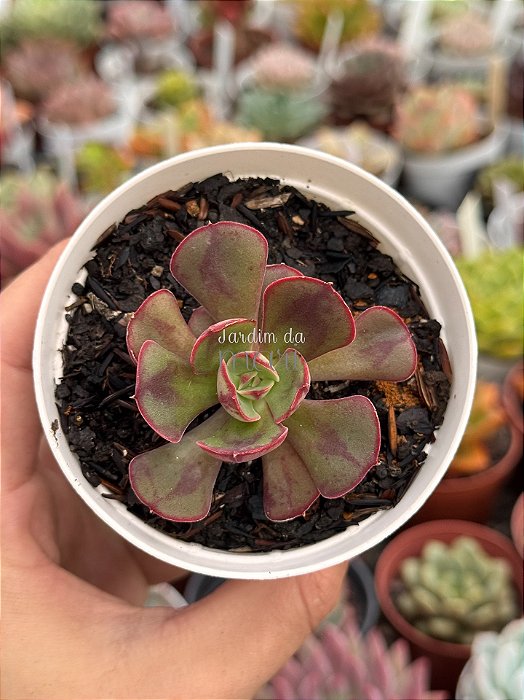 Echeveria rauber